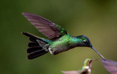 Fototapeta premium hummingbird in flight