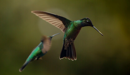 hummingbird in flight © Raphael