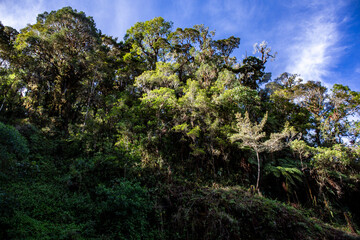 Rain forest in Costa Rica