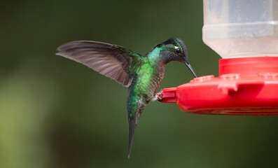hummingbird feeding on a feeder