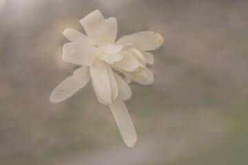 Fototapeta premium White Magnolia (Magnolia Denudata)