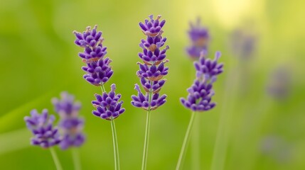 Obraz premium A close-up of lavender flowers in full bloom, with the soft purple hues contrasting against the lush green background