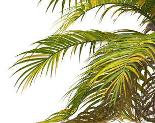 palm Tree Leaves isolated on transparent background. Ravenea hildebrandtii. palm tree with green leaves on transparent background. Isolated palm tree on white background. cutout palm tree leaves PNG.