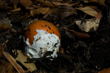 Good ovolo, Royal agaric (Amanita caesarea). Close up of an Amanita Caesarea Mushroom, aka Caesars Mushroom in autumn forest with green grass and fallen leaves Monte Limbara. Temple, Sardinia. Italy.