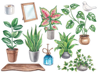 Set of plants ivy, ficus, sansevieria, aglaonema, monstera, dracaena, photo frame, candle, decor. Watercolor hand-drawn illustrations of house flowers. Clipart for postcards and botanical blog design.