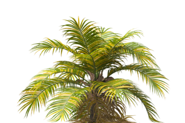 Single palm Tree isolated on white background. Ravenea hildebrandtii. big palm tree with green leaves on white background. Isolated palm tree on white background. side view of cutout palm tree leaves.
