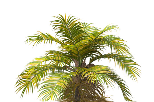 Single palm Tree isolated on white background. Ravenea hildebrandtii. big palm tree with green leaves on white background. Isolated palm tree on white background. side view of cutout palm tree leaves.