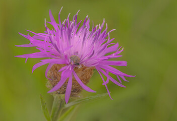 Wildflower With Insects On It