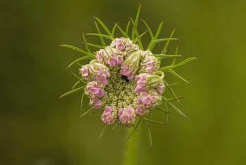 Wild Flower Ready To Bloom