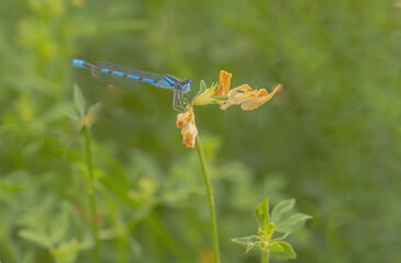 Damselfly Holding Flower