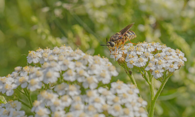 Halictus On The Yarrow Plant