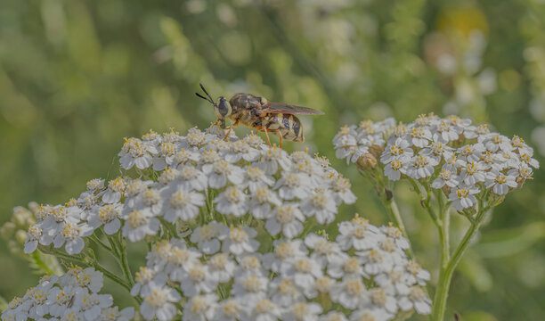 Halictus On The Yarrow Plant