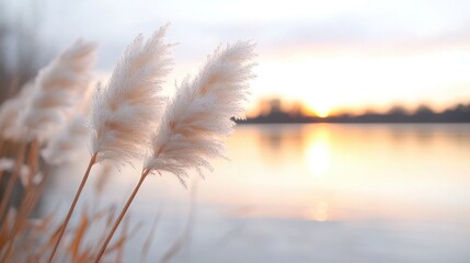 Obraz premium Pampas grass sunset lake serene nature scene