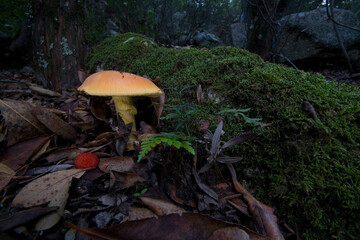 Fototapeta premium Good ovolo, Royal agaric (Amanita caesarea). Close up of an Amanita Caesarea Mushroom, aka Caesars Mushroom in autumn forest with green grass and fallen leaves Monte Limbara. Temple, Sardinia. Italy.