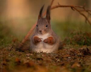 red squirrel in the forest