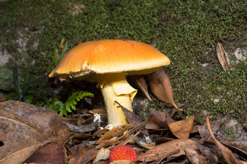 Good ovolo, Royal agaric (Amanita caesarea). Close up of an Amanita Caesarea Mushroom, aka Caesars Mushroom in autumn forest with green grass and fallen leaves Monte Limbara. Temple, Sardinia. Italy.