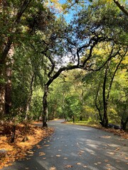 Fototapeta premium Pfeiffer State Park in the fall