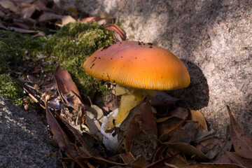 Good ovolo, Royal agaric (Amanita caesarea). Close up of an Amanita Caesarea Mushroom, aka Caesars Mushroom in autumn forest with green grass and fallen leaves Monte Limbara. Temple, Sardinia. Italy.