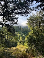 Nature, forest, trees