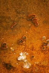 Algae in hot spring water runoff