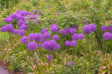 Allium Giganteum In Full Bloom