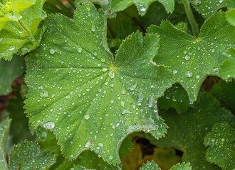 Lady's Mantle With Rain Drops
