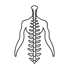Human Spinal Cord Whole and Half Cut High-Resolution Medical Illustration