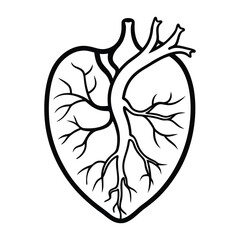 Human Arteries - Whole and Half-Cut Anatomical Visuals for Medical and Educational Use