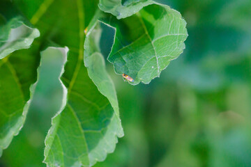 Tiny insect resting on lush green leaves