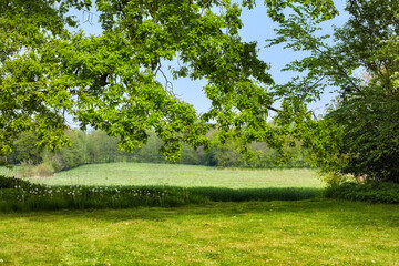 Outdoor, nature and countryside meadow for sustainability, ecology growth and wild environment. Plants, green and abstract ecosystem in landscape development, carbon capture and field in Denmark