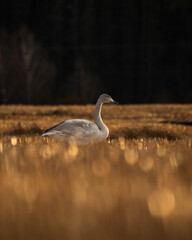 swan on the lake