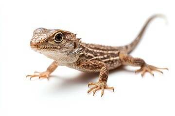 Naklejka premium a lizard isolated on white background
