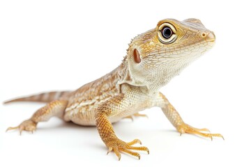 Naklejka premium a lizard isolated on white background