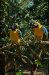 Pair of macaws on dry tree trunk