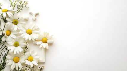 Obraz premium A delicate touch of nature unfolds as daisy blossoms are artistically placed on a clean, white background. This timeless floral banner radiates simplicity and elegance
