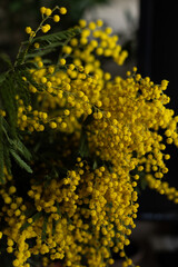 Bright yellow mimosa flowers in full bloom. Soft, fluffy blossoms cover the branches, creating a warm and sunny spring atmosphere. Ideal for spring designs, greeting cards, floral backgrounds