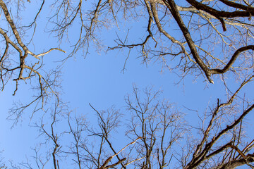 Blue sky through the branches of trees