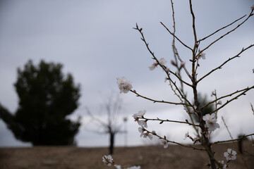 Delicate White Blossoms on a Spring Morning