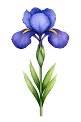 Iris purple blossom watercolor flowers Isolated on white