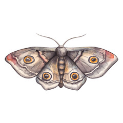 Gray moth. Watercolor hand drawn illustration insect butterfly. Clipart on white background for design of cards and invitations in natural and forest style.