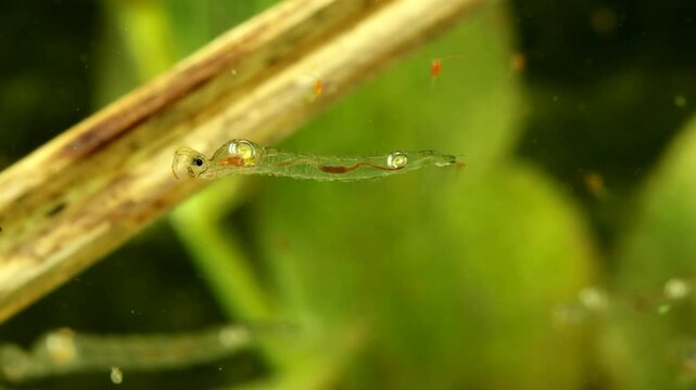Phantom Midge larva (Chaoborus sp.) underwater, drifting slowly forward and digesting food, macro close-up. 