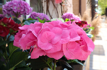 Fototapete bei efototapeten.de bestellen   