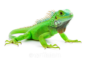 Obraz premium Rainbow colors reptilian Iguana sitting on white backdrop