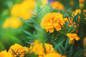 Vibrant marigold flower in full bloom with rich yellow-orange petals and lush green leaves