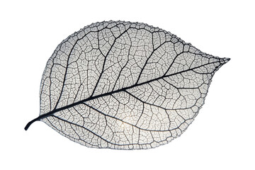 Obraz premium Delicate Leaf Skeleton Detail, intricate veins, translucent, organic shape, natural elegance, minimalist design. Isolated on white background or PNG