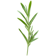 Fototapeta premium A sprig of fresh, green tarragon with slender leaves. isolated on transparent background 