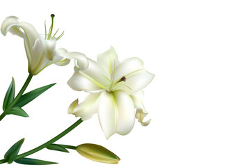 Fototapeta premium Two beautiful white lilies. Flowers. Floral background. Bouquet. Green leaves. Border.