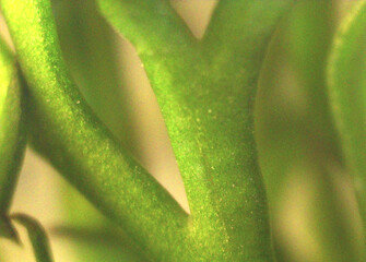Dill leaf. Image under the microscope, macro photography. Science, study and education. Multiple...