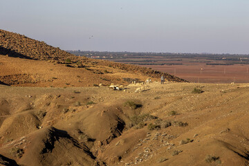 Semi-arid landscape with shepherd and flock near Tazert, Al Haouz province, Morocco