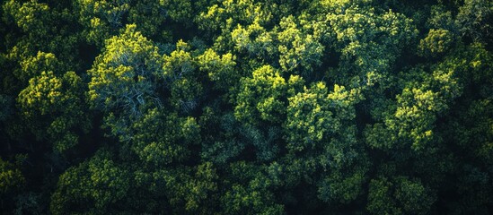 Obraz premium Aerial view Lush green forest canopy, sunlight dappled, nature background